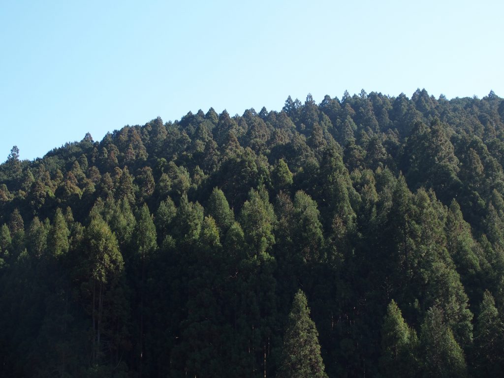 写真：スギの木の山
